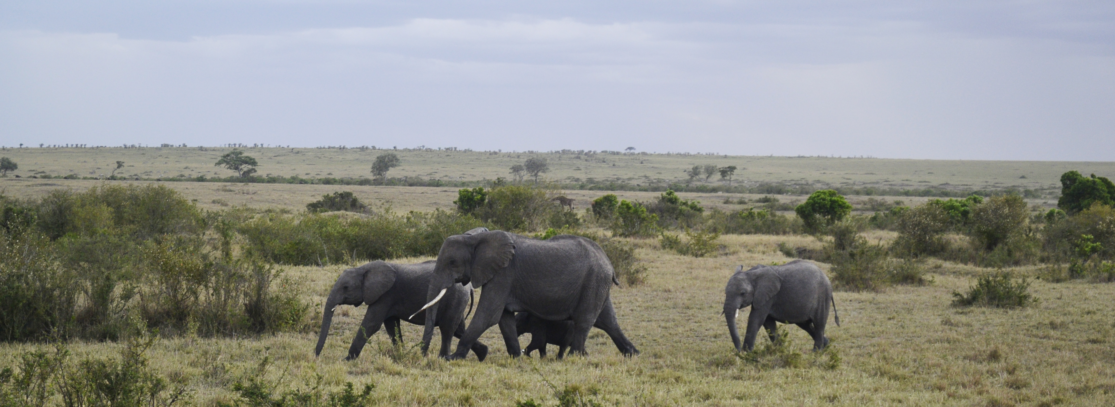 MASAI MARA<br><a href=''>READ MORE</a>